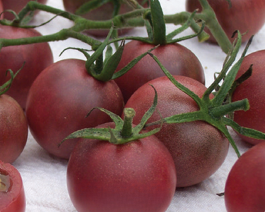 Chocolate Cherry Tomato Seeds